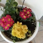 Stella Del Sud Cuglieri