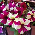 Stella Del Sud Διαμέρισμα