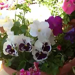 Stella Del Sud Cuglieri