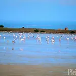 Stella Del Sud