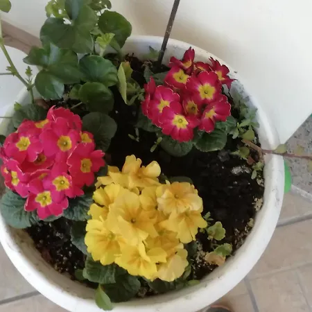 Stella Del Sud Cuglieri