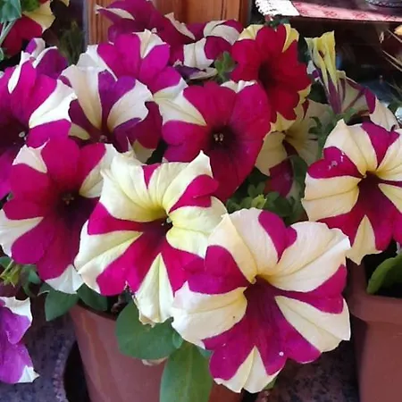 Stella Del Sud Apartamento