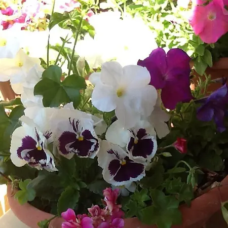 Stella Del Sud Cuglieri