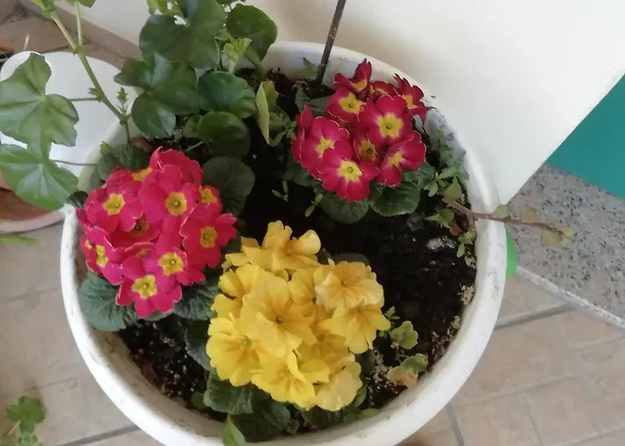 Stella Del Sud 库列里